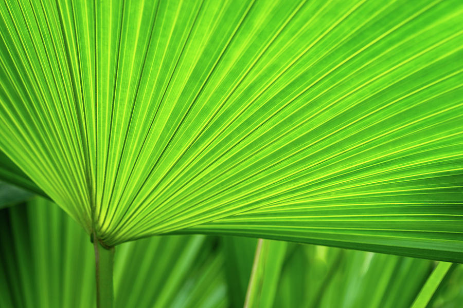 Green Tropical Biophilia - Fan Leaved Palm Tree Photograph by Georgia Mizuleva