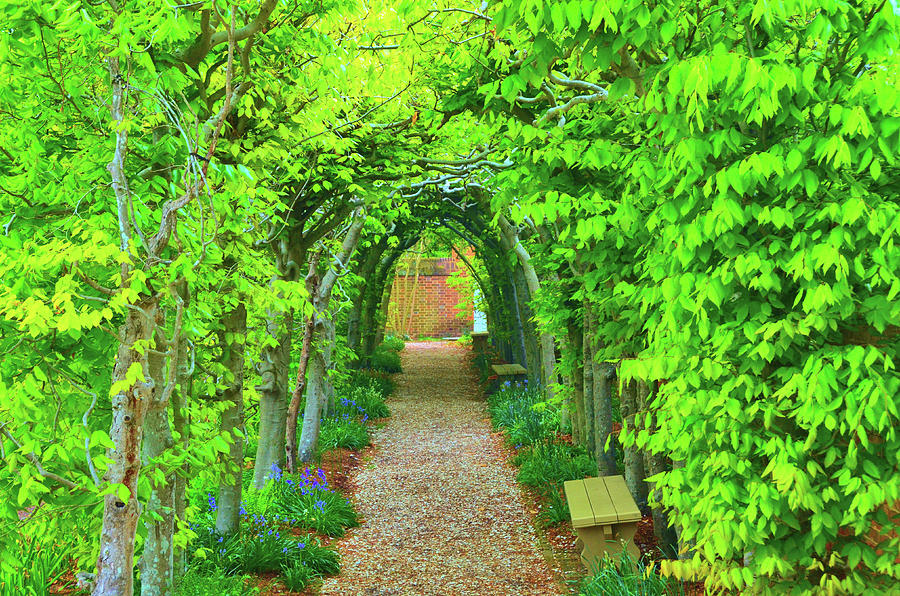 Green Tunnel Photograph by Richard Jenkins | Fine Art America