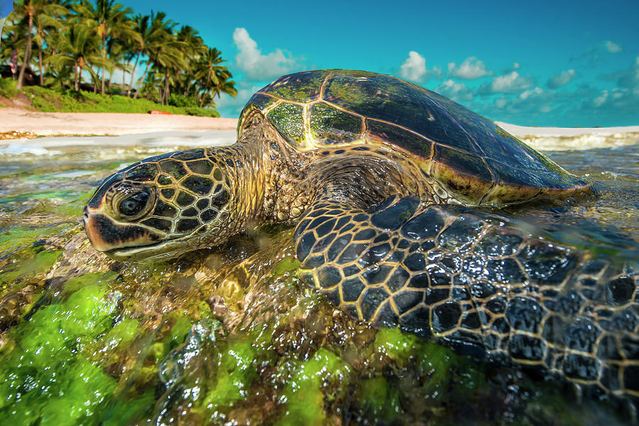 Green Turtle Chill  Photograph by Leonardo Dale