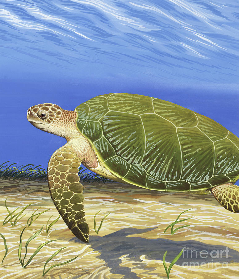 Green Turtle Painting by Chuck Ripper