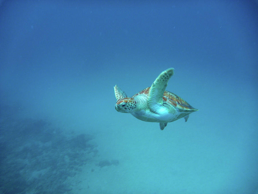 Green Turtle Flying By Photograph by Mark Hunter