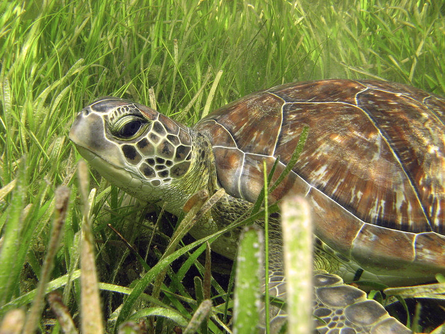 Green Turtle in Seagrass Photograph by Dawn Witherington - Pixels