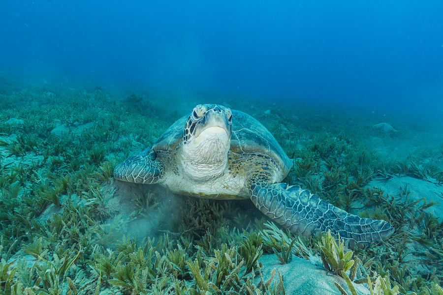 Green turtle over sea grass area looking at camera Photograph by Manfred Bortoli