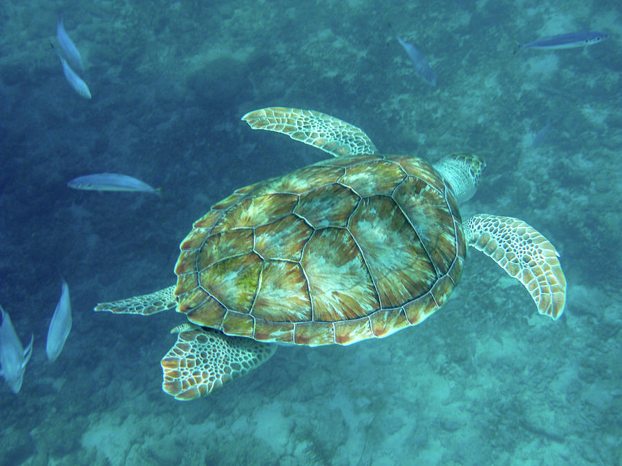 Green Turtle Swimming By Photograph by Mark Hunter