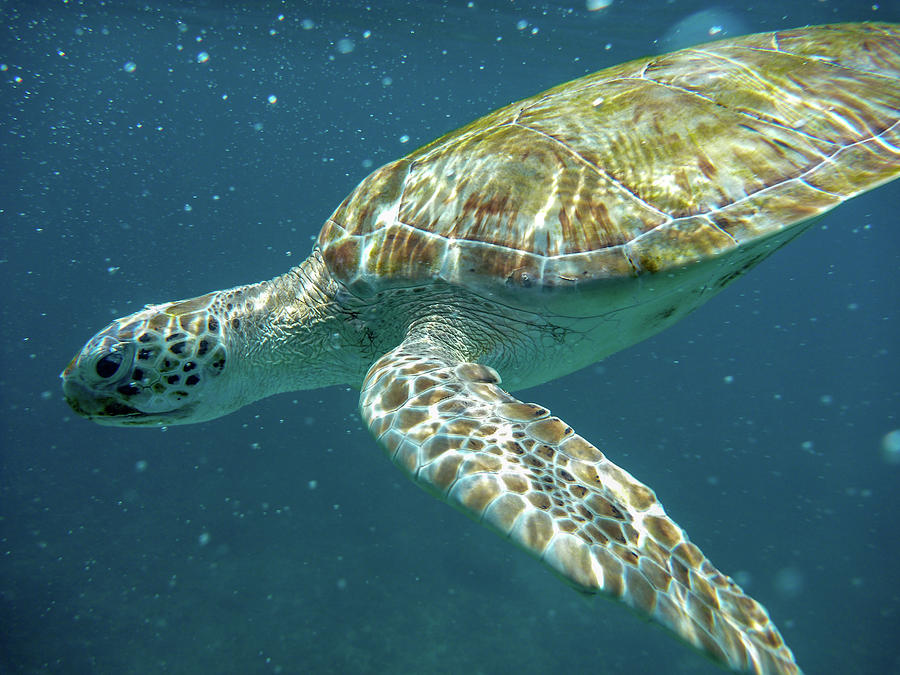 Green Turtle Swimming Through the Cloud Photograph by Mark Hunter
