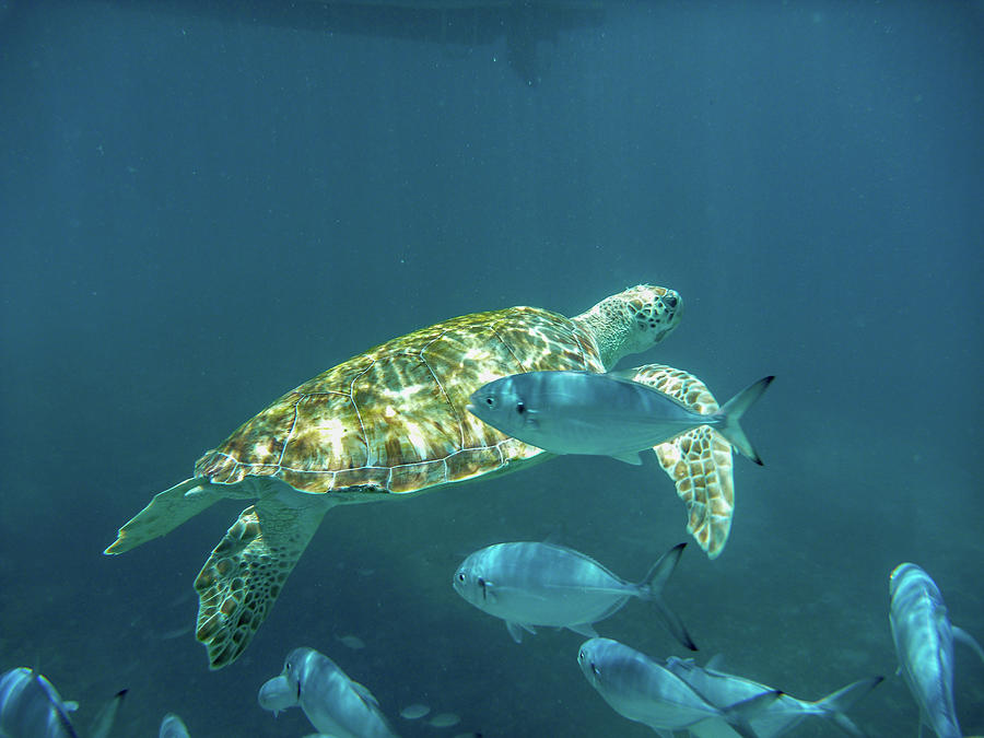 Green Turtle Swimming Under a Boat Photograph by Mark Hunter