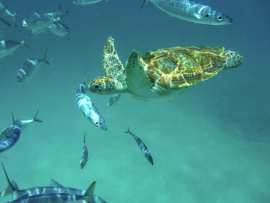 Green Turtle Swimming with Fish in the Caribbean Photograph by Mark Hunter