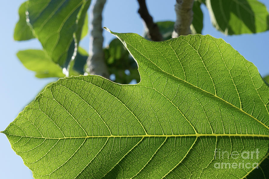 Leaf veins of a green fig leaf in springtime Photograph by Adriana Mueller