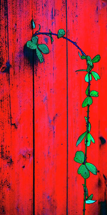 Green Vine Through Wall Photograph by Jerry Sodorff