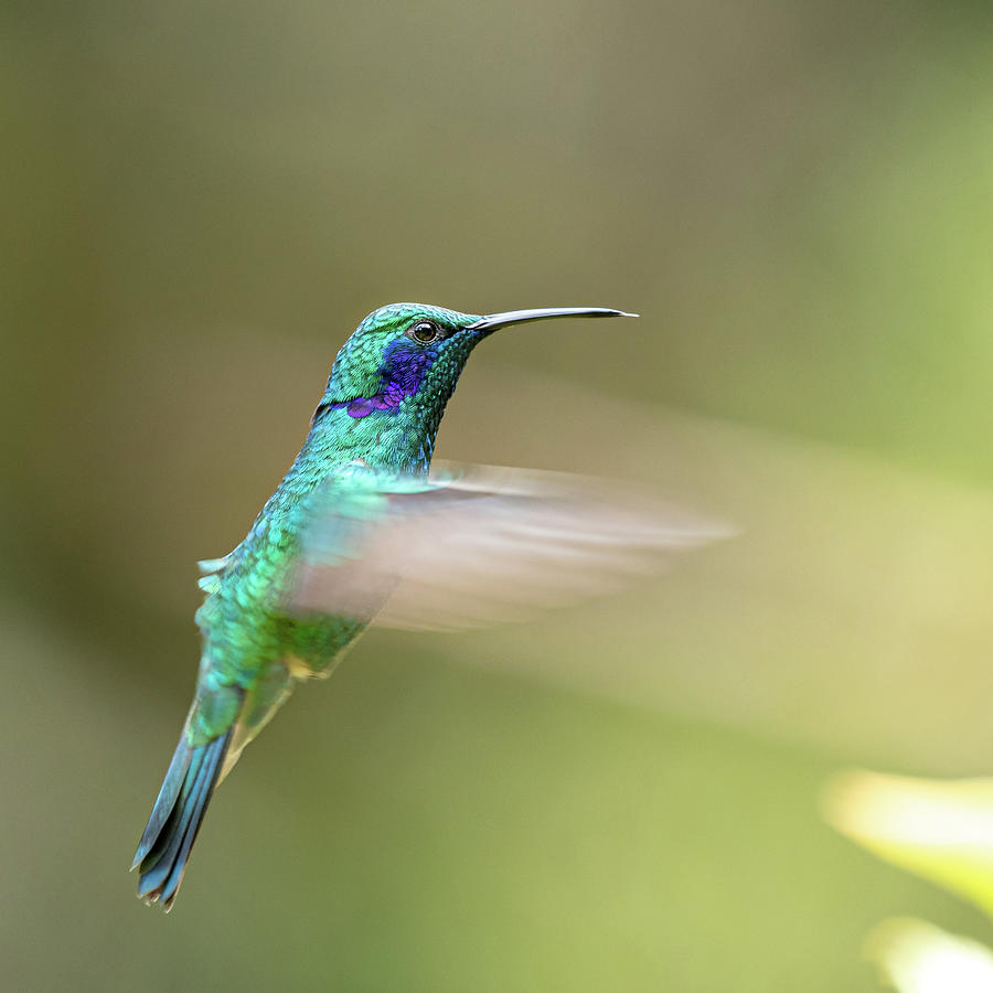 Green Violet Ear Hummingbird Photograph by Adrian O Brien