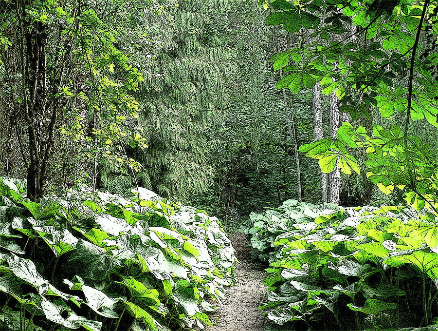 Nature Photograph - Green Walk 2D by Lynne Iddon