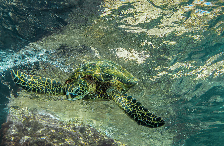Green wave turtle  Photograph by Leonardo Dale