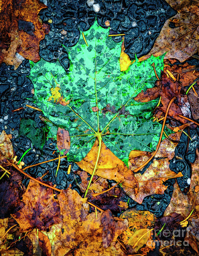 Green Wet Maple Leaf Photograph by Craig J Satterlee