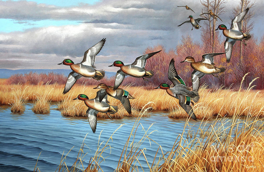 Duck Painting - Green Wing Teal by Cynthie Fisher