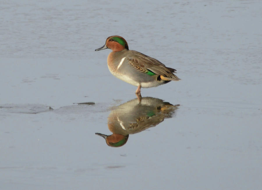 Green Wing Teal-reflection Photograph