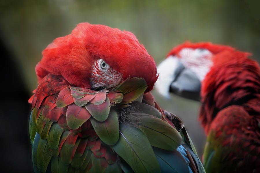 Green-winged Macaw Photograph by Artur Bogacki