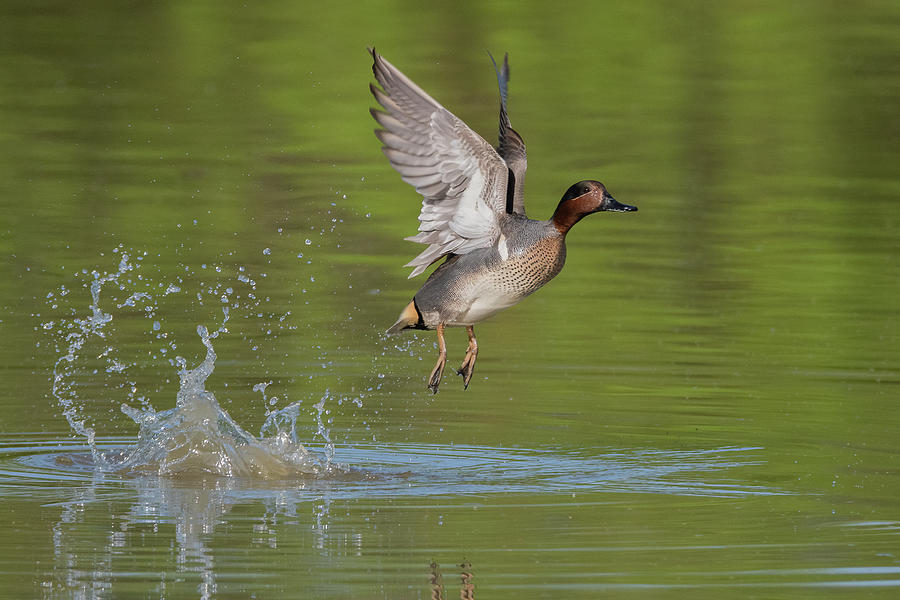 Green-winged Teal 0424-040221-2 Photograph by Tam Ryan