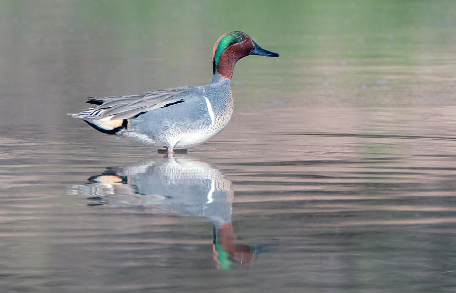 Green-winged Teal 3249-030520-2 Photograph by Tam Ryan
