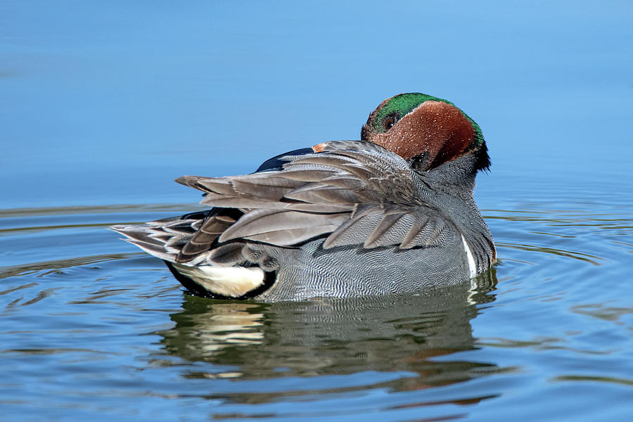 Green-winged Teal 3646-030920-2 Photograph by Tam Ryan