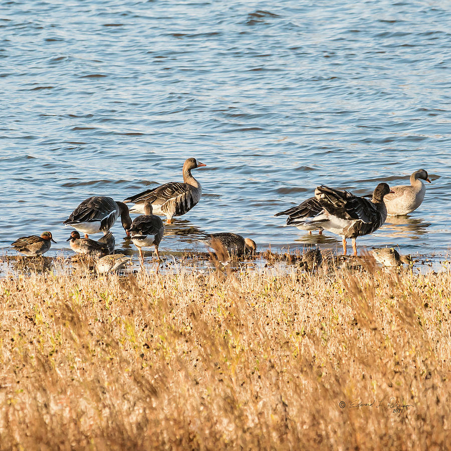 Green-winged Teal and Greater White-fronted Goose Photograph by Ed Peterson