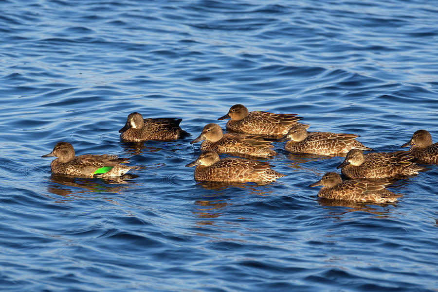 Green-winged Teal and the Kids Photograph by Flinn Hackett
