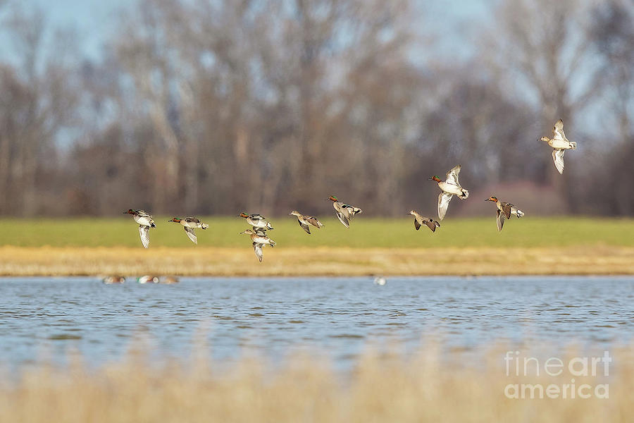 Green-winged Teal Coming in Hot Photograph by Scott Pellegrin