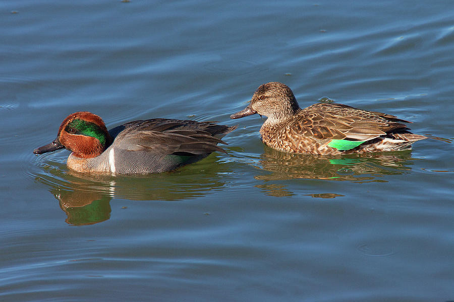 Green-winged Teal Couple Photograph by Ram Vasudev