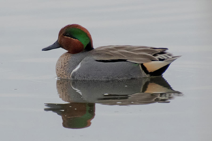 Green-winged Teal Drake Photograph by Cascade Colors