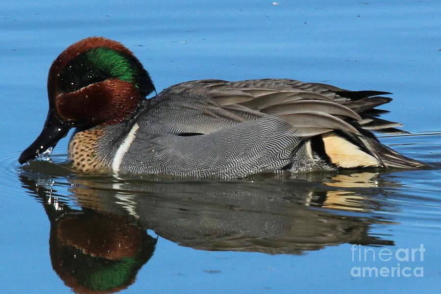 Green Winged Teal Duck Wading Photograph by Brian Baker