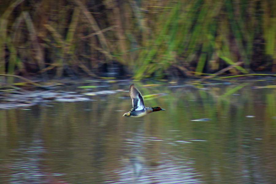 Green-winged Teal Photograph