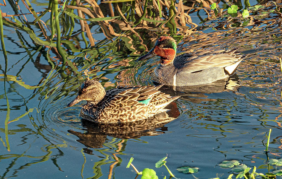 Green Winged Teal Photograph