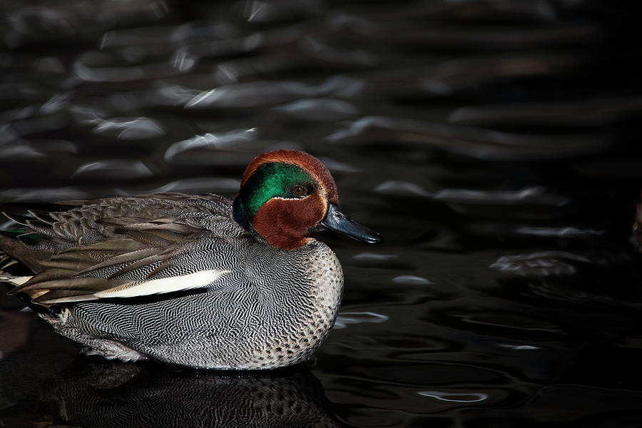 Green Winged Teal Photograph by Karol Livote
