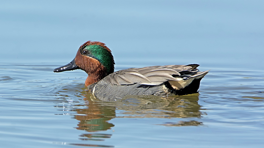 Green-winged Teal Photograph by Loree Johnson