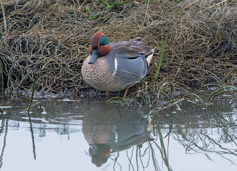 Green Winged Teal Reflecting Photograph by Loree Johnson