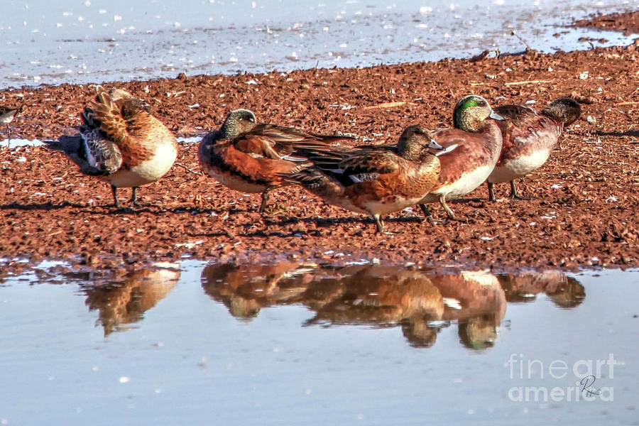 Green-winged Teal Photograph by Robert Harris