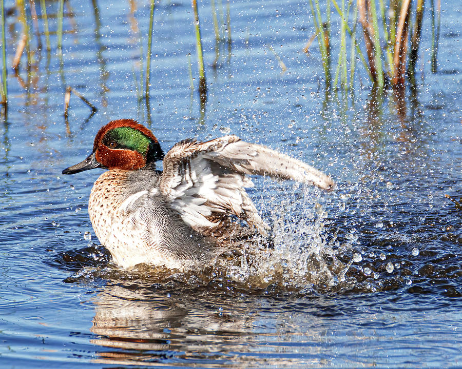 Green-winged Teal Splash Photograph by Patti Deters