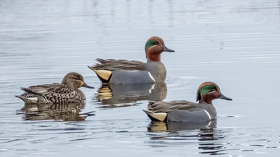 Green Winged Teals Photograph by Bill Ray