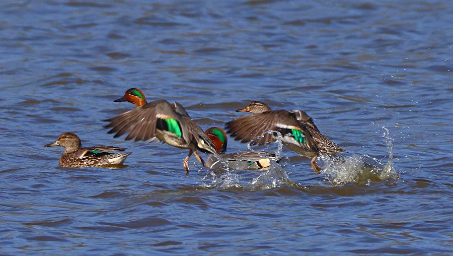 Duck Photograph - Green Winged Teals Take Flight by Bewokephotography Krob