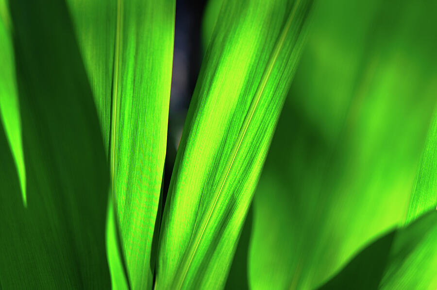 Green World Photograph by Angelo DeVal