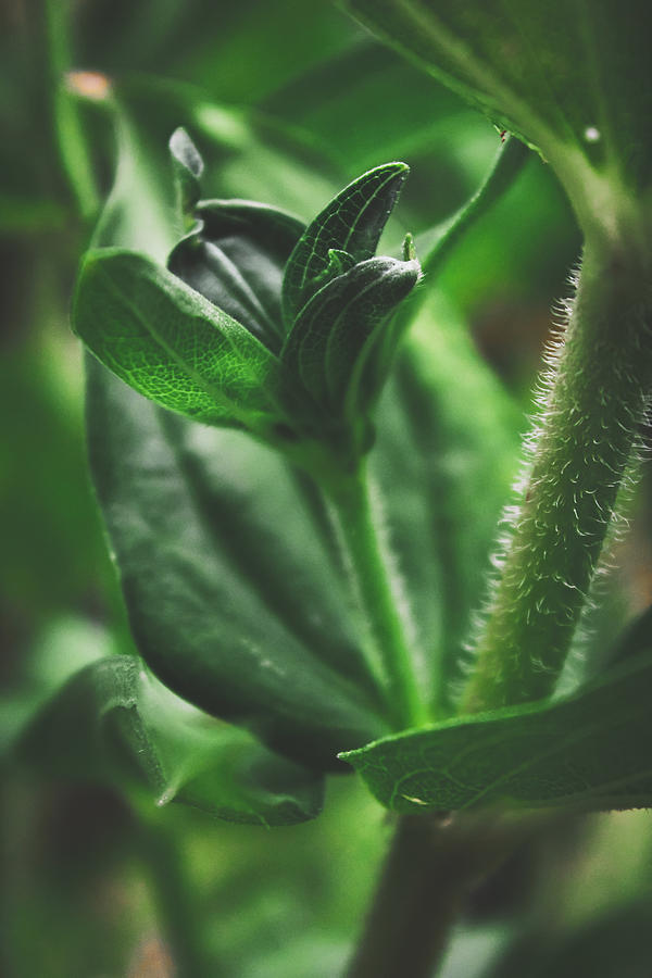 Green Zinnia Leaves Photograph by W Craig Photography