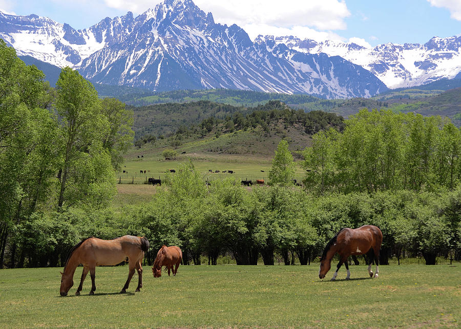 Greener Pastures in Colorado Rockies Photograph by Debbie Karnes