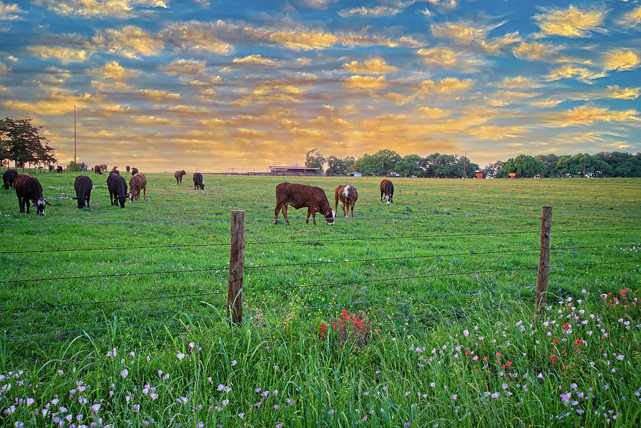 Greener Pastures Photograph by Lynn Bauer