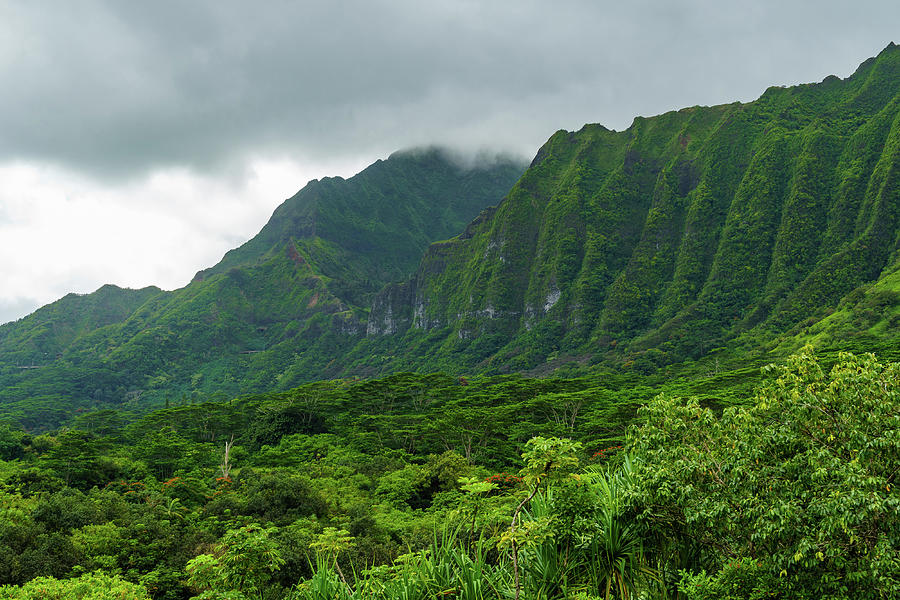 Greenery Photograph by Christina McBride | Fine Art America