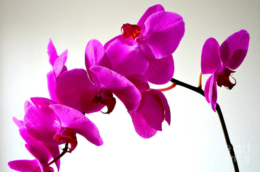 Greenfield Sweetheart Orchid Photograph