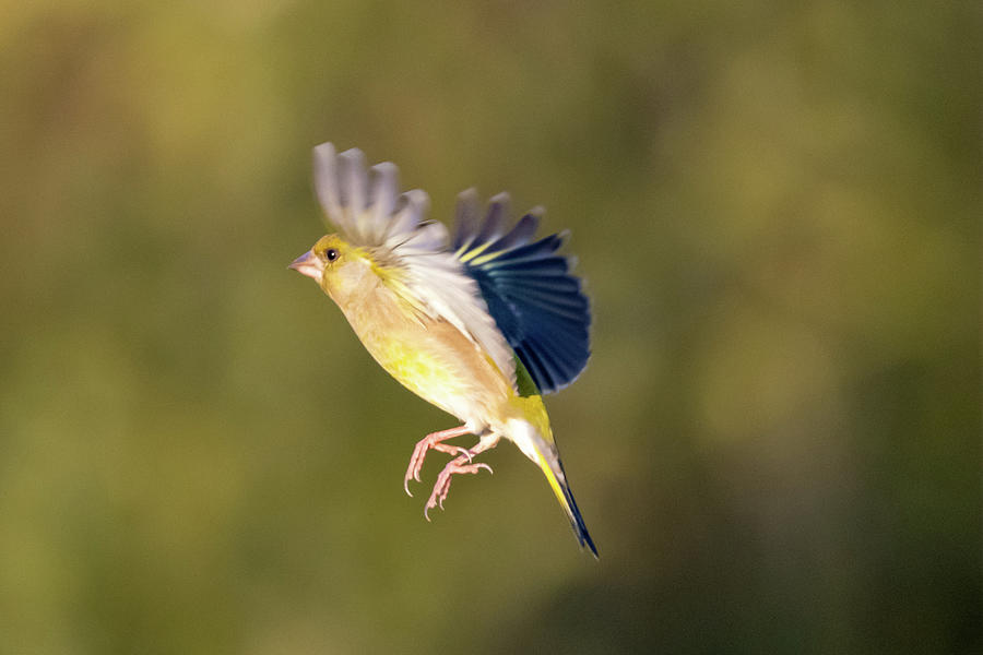 Greenfinch in Flight 3 Photograph by Mark Hunter