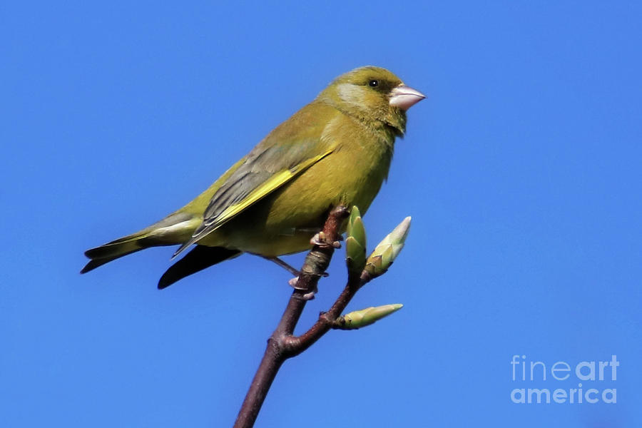 Greenfinch in Spring Photograph by Terri Waters