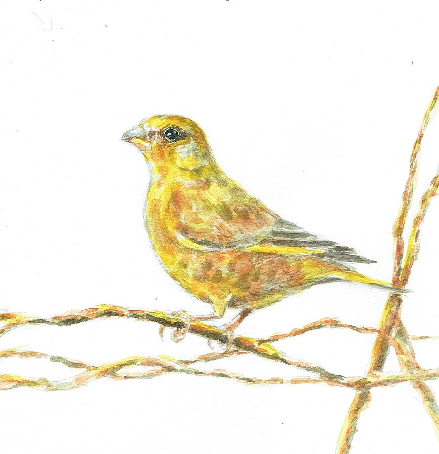 Greenfinch Perched Painting by June Walker