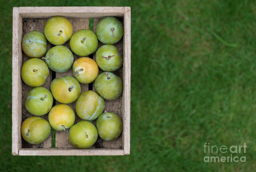 Greengages  Photograph by Tim Gainey