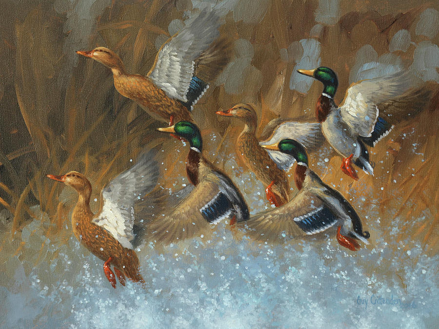 Duck Painting - Greenhead Burst by Guy Crittenden