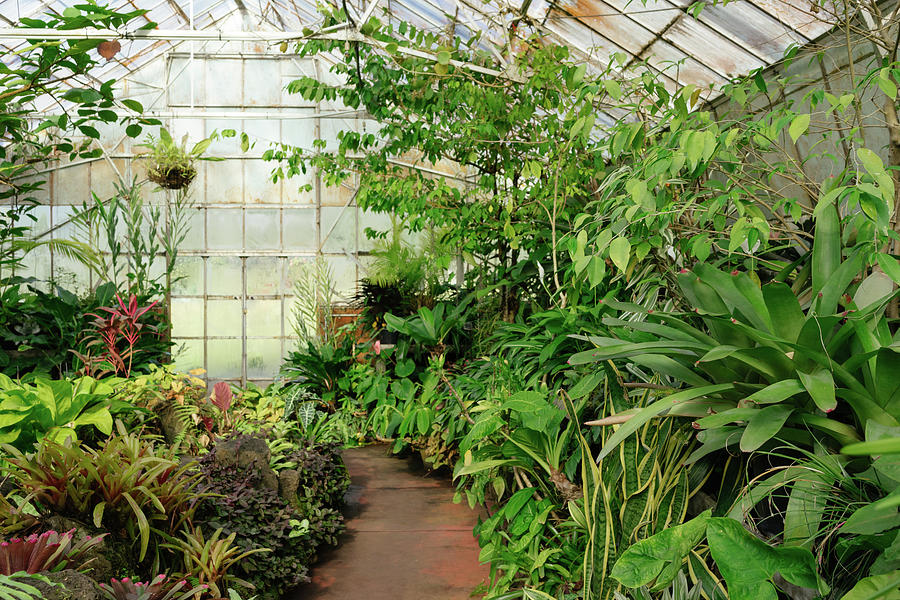 Greenhouse Gardening Photograph by Stuart Mitchell - Fine Art America